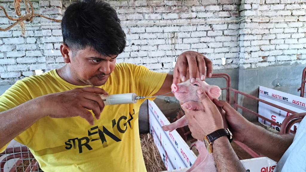 Pig Farming Training in West Bengal
